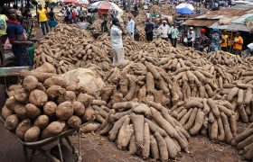 yam production in Nigeria
